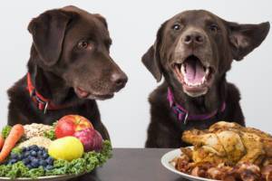 Food allergies and our dogs