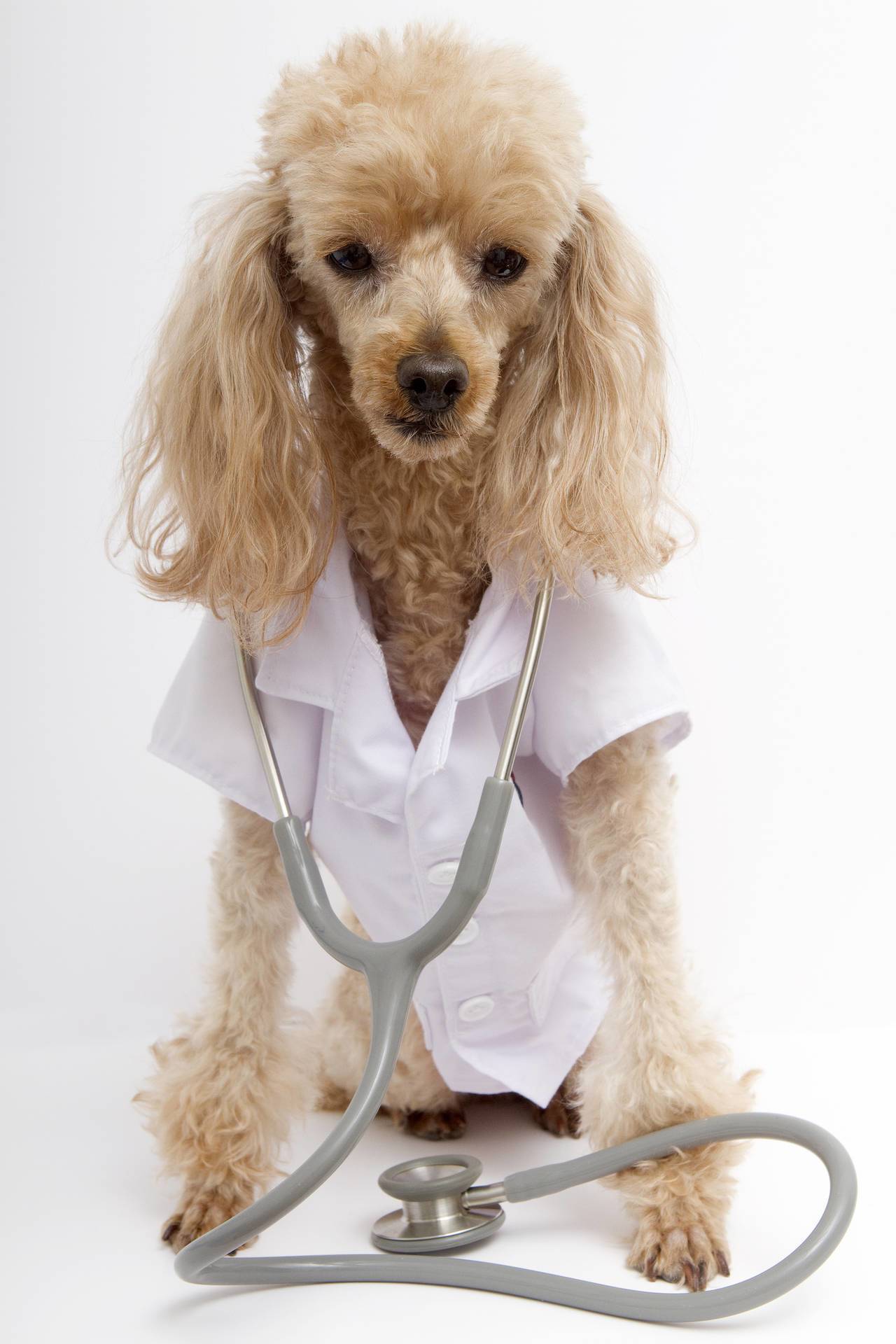 dogs-prevent-human-illnesses-vet-organics