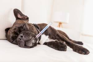 Canine Influenza