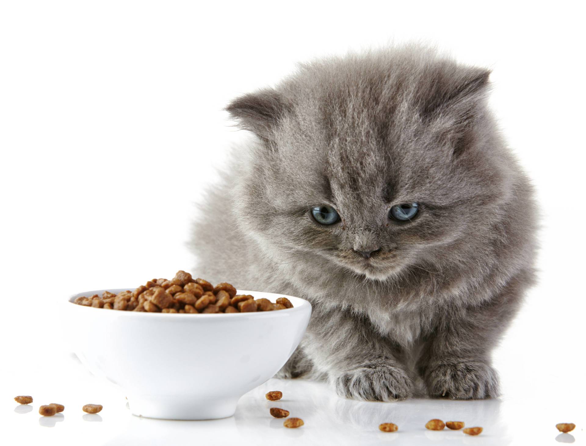 cats-taste-food-vet-organics