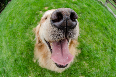 How To Take Perfect Insta-Worthy Pet Photos, Part Two | Vet Organics