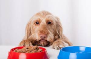 Food allergies and our dogs