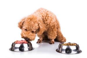 Food allergies and our dogs