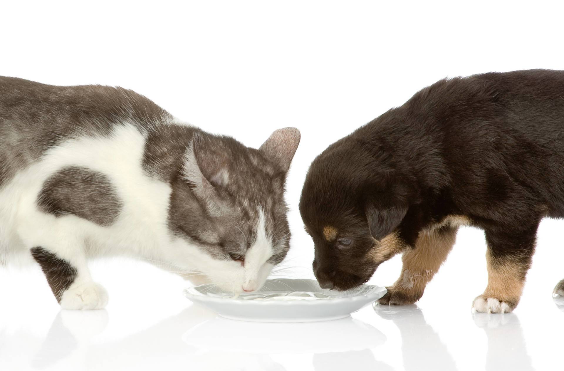 lactose-intolerance-in-dogs and cats Vet Organics