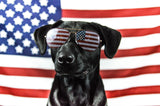 vet organics fourth of July pet safety