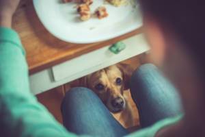 table scraps okay for dogs