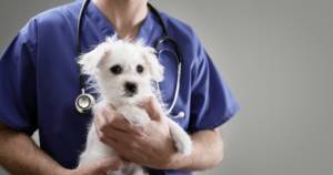 Common pet insurance myths