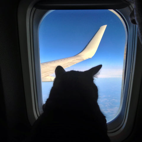 Air Travel with Dogs and Cats Part Two | Vet Organics