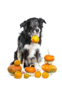 Pumpkins and Dog Nutrition