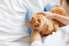 Cat Training - The Best Basic Commands For Beginners, Part Three | Vet Organics