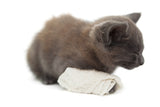Animal Pain Awareness Month: Recognizing the Signs | Vet Organics