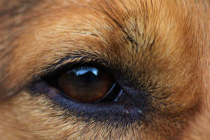 Dogs Have Three Eyelids - vet organics
