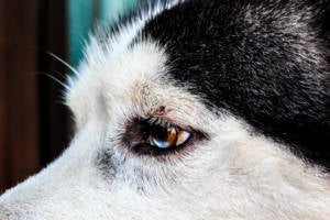 Dogs Have Three Eyelids - vet organics