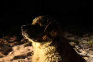 dogs see in the dark - vet organics