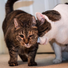Cat Head Bunting What It Means And How To Respond Vet Organics