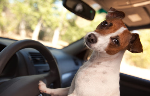 Road Tripping With Your Dog, Part 1 | Vet Organics