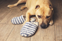 Helping Pets Deal with Grief | Vet Organics