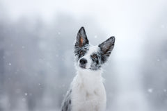 Winter Weather Safety Tips for Your Dog | Vet Organics