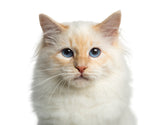 Best cat breeds for families with kids | Vet Organics