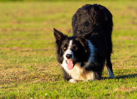 Exercise for Fido’s Size and Breed, Part One | Vet Organics