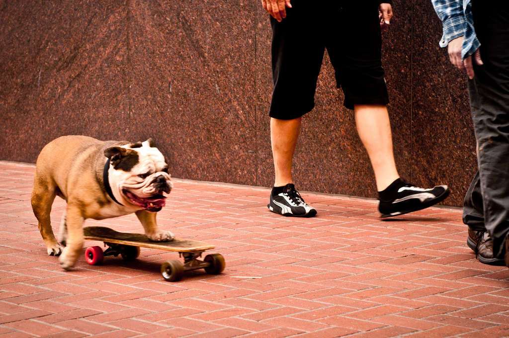 If you're lucky, you might happen on something like Neslon, the skateboarding dog, in San Francisco. Photo credit: CC by CarbonNYC on flickr.