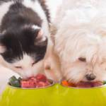 pet-food-labels-1-food-allergies-and-our-dogs