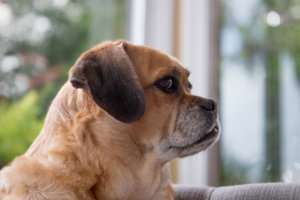 Puggle-Jake-Specially-Abled Dogs and Cats