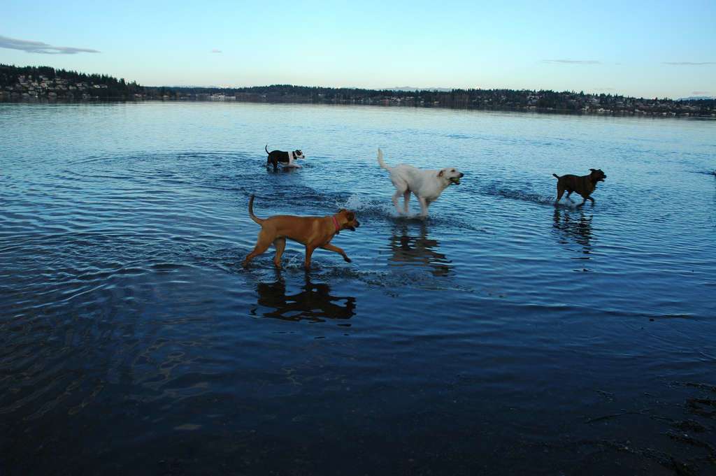 Wonderlane Follow Rosie and her doggy pals, sporting in the water, Lake Washington from Warren G. Magnuson Park, Dog Park shore, Seattle, Washington, USA