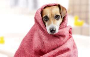 dog under blanket