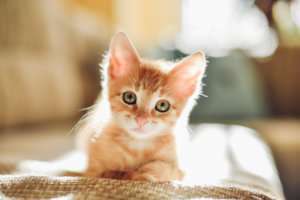 vet-organics-heat-stroke-cat-first-aid-tips