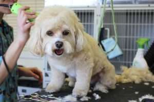 Get some tips on becoming a dog groomer here.