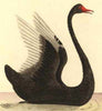 Illustration of a Black Swan