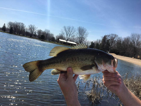 Michigan Largemouth Bass, Michigan fishing, Michigan fish, bass fishing, great lakes fishing, large mouth bass