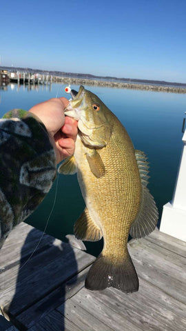 Michigan Smallmouth Bass, Michigan fishing, Michigan fish, bass fishing, great lakes fishing, small mouth bass