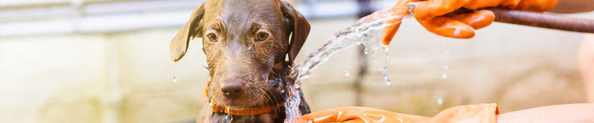Dog Wash – Lees' Feed & Western