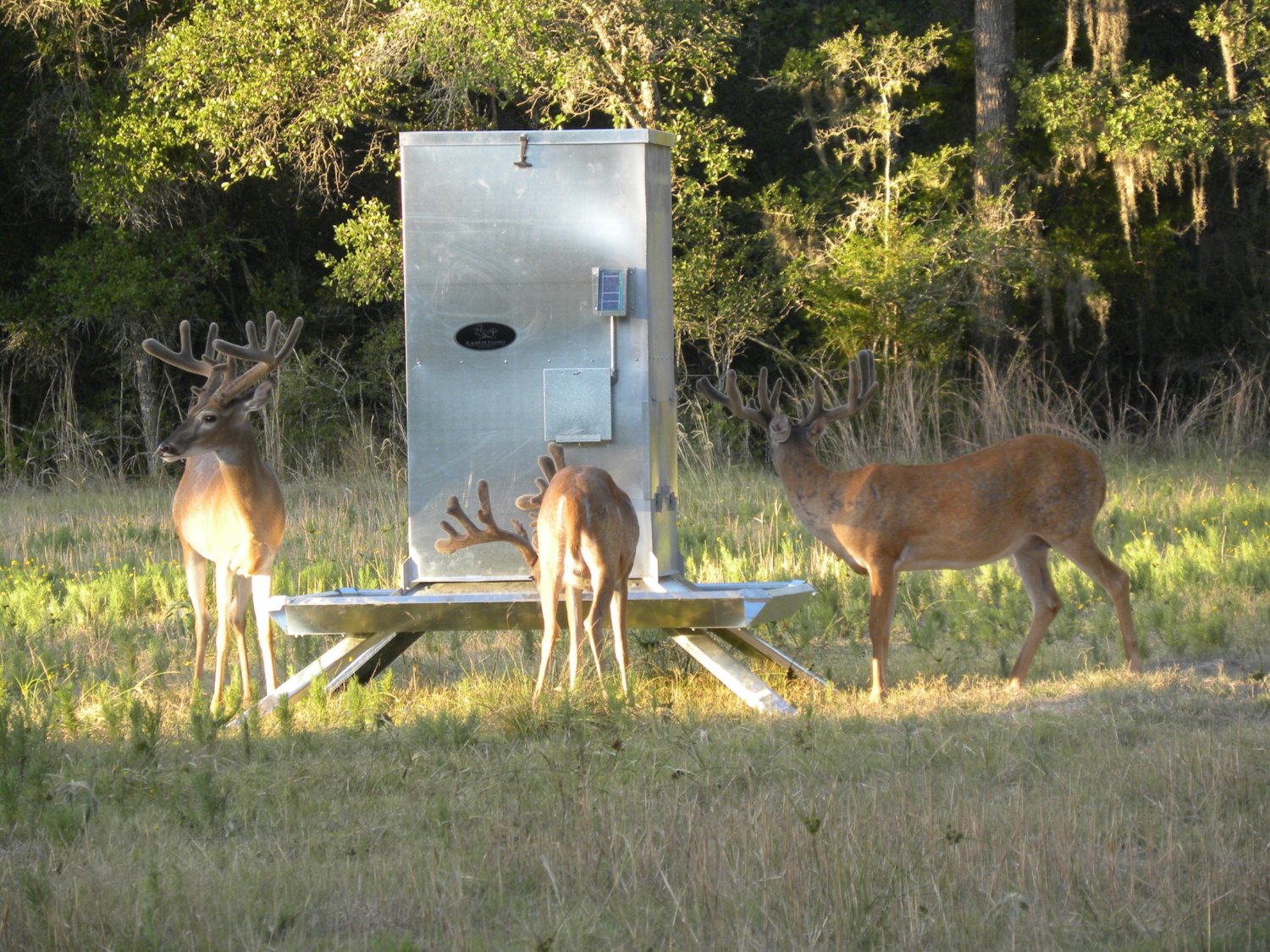 deer trough feeder