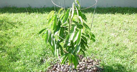 graviola guanabana soursop tree growing ion backyard