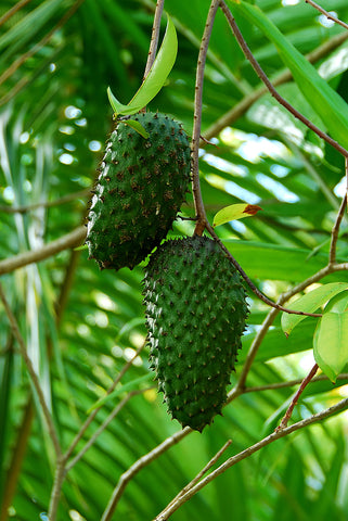 Jamaica soursop fruit in tree