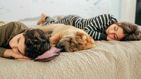 Lorsque vous dormez avec votre chien, ce sont les ronflements de celui ci qui risquent de troubler votre sommeil