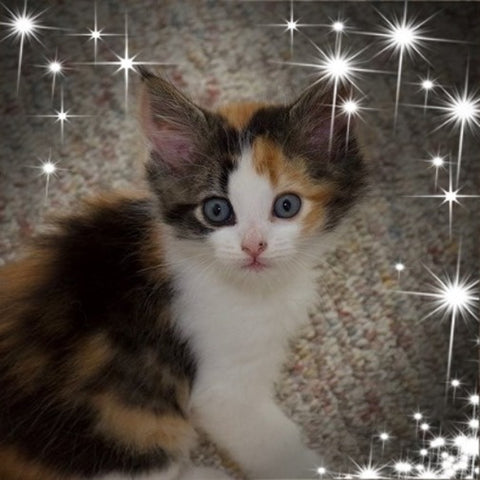 Violet mon chaton calico