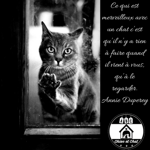 Ce qui est merveilleux avec un chat c’est qu’il n’y a rien à faire quand il vient à vous, qu’à le regarder. Annie Duperey