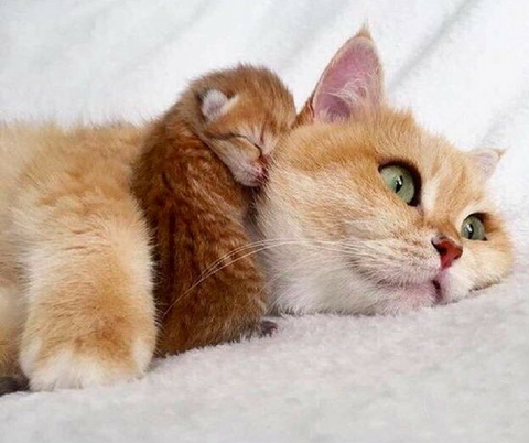 Chaton trop mignon avec Maman chat