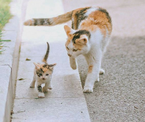 Chaton trop mignon avec Maman chat  