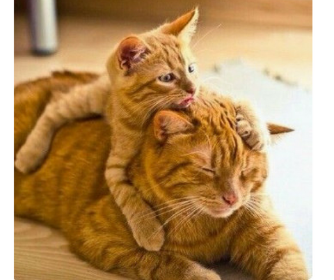 Chaton trop mignon avec Maman chat  