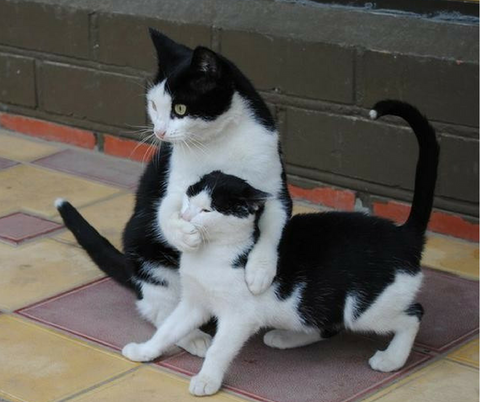 Chaton trop mignon avec Maman chat