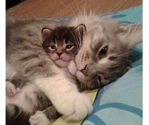 Chaton trop mignon avec Maman chat  