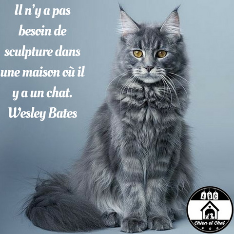 Il n’y a pas besoin de sculpture dans une maison où il y a un chat. Wesley Bates