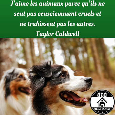 J’aime les animaux parce qu’ils ne sont pas consciemment cruels et ne trahissent pas les autres. Taylor Caldwell