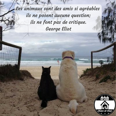 Les animaux sont des amis si agréables; ils ne posent aucune question; ils ne font pas de critique. George Eliot