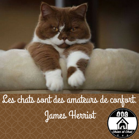 Les chats sont des amateurs de confort. James Herriot